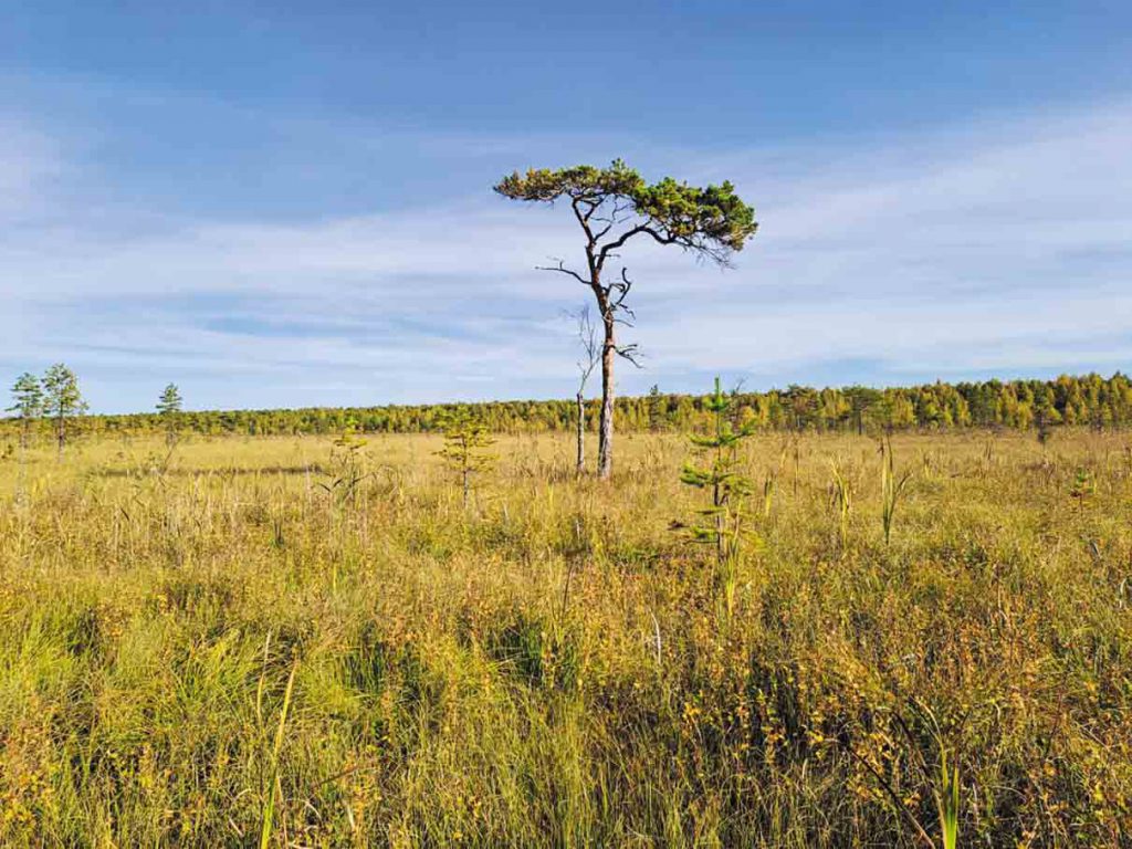 Вот такое оно — Исуповское (Сусанинское) болото