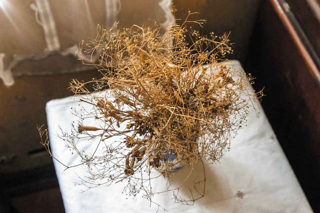 Букет полевых цветов, собранный Горьким для жены