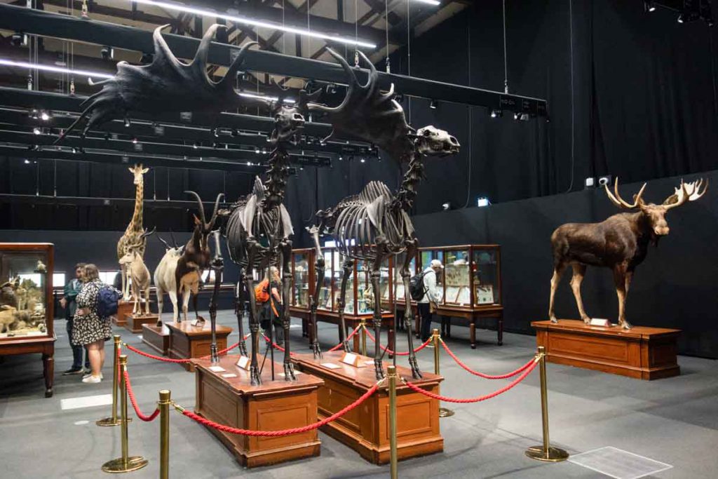 Ирландский лось — вымерший род гигантских оленей, размах их рогов достигал 3,5 метра. Музей в казармах Коллинза