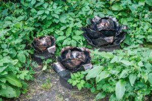 Бронзовая капуста – эта странная скульптура разместилась прямо на грядке