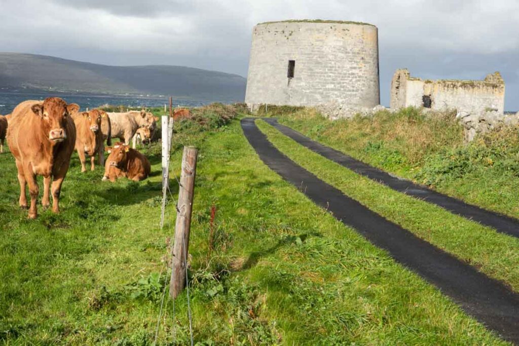 Нас к башне Мартелло сопровождал не разговорчивый старожил, а флегматичные коровы