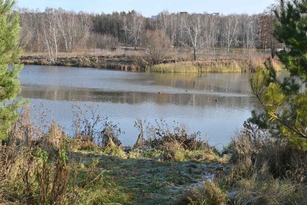 Рядом с Рюминой рощей (она же ЦПКиО) есть пруд, рязанцы разных поколений именуют его Рюминым