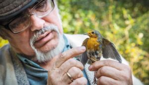 Зарянка поет на заре