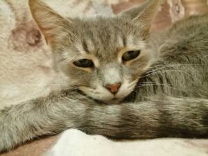 Описание милых котиков – один из самых популярных заказов пользователей проекта «Опиши мне»