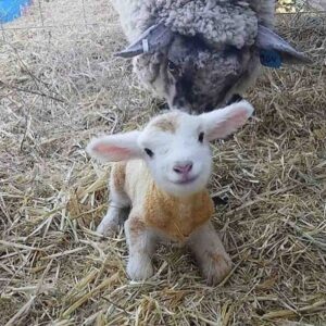 Милая фотография козленочка