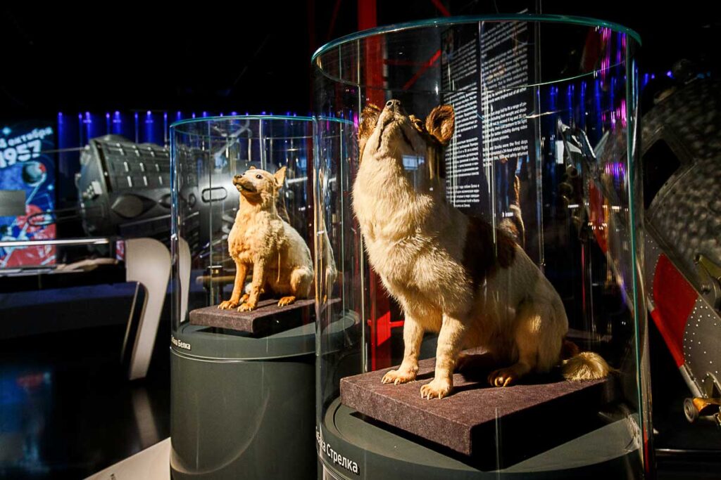 The first space travelers – the dogs Belka and Strelka